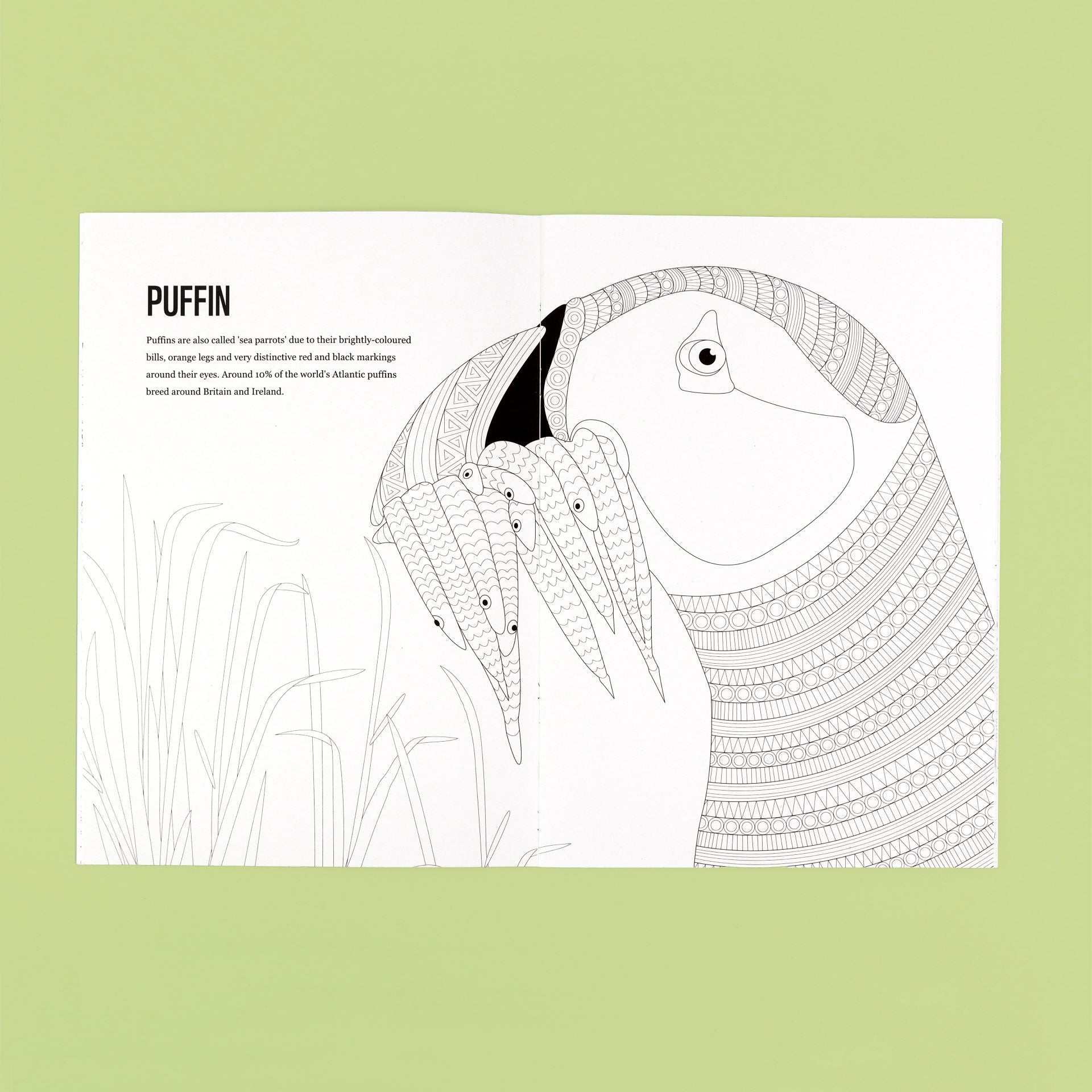 Patterns to Protect Colouring Book ~ UK Edition