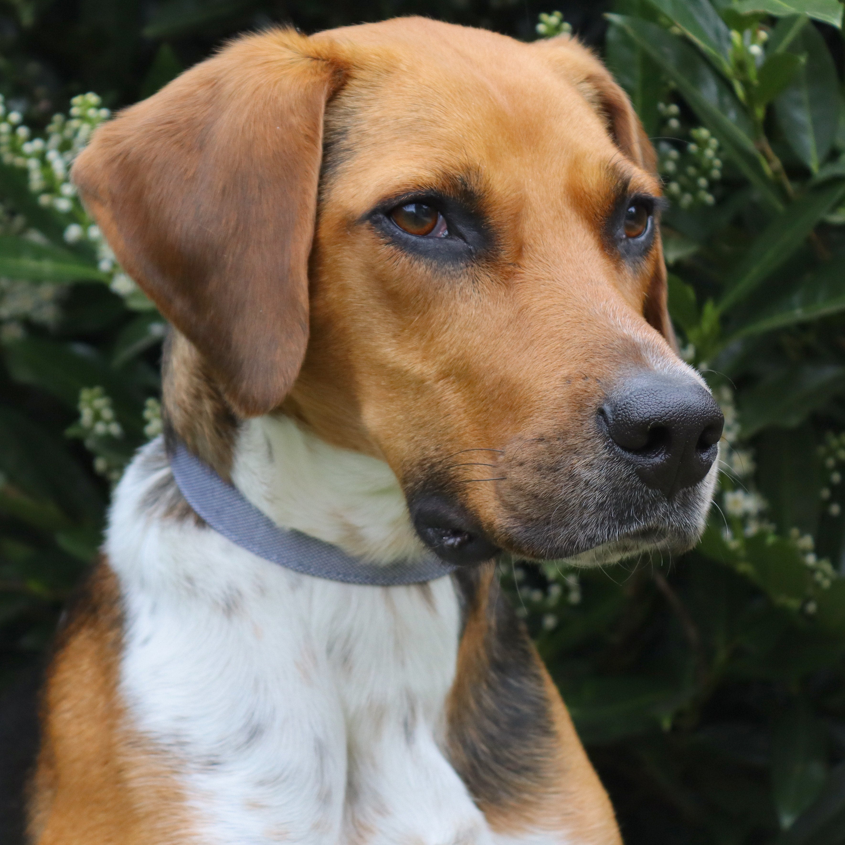 Recycled Dog Collars & Leash