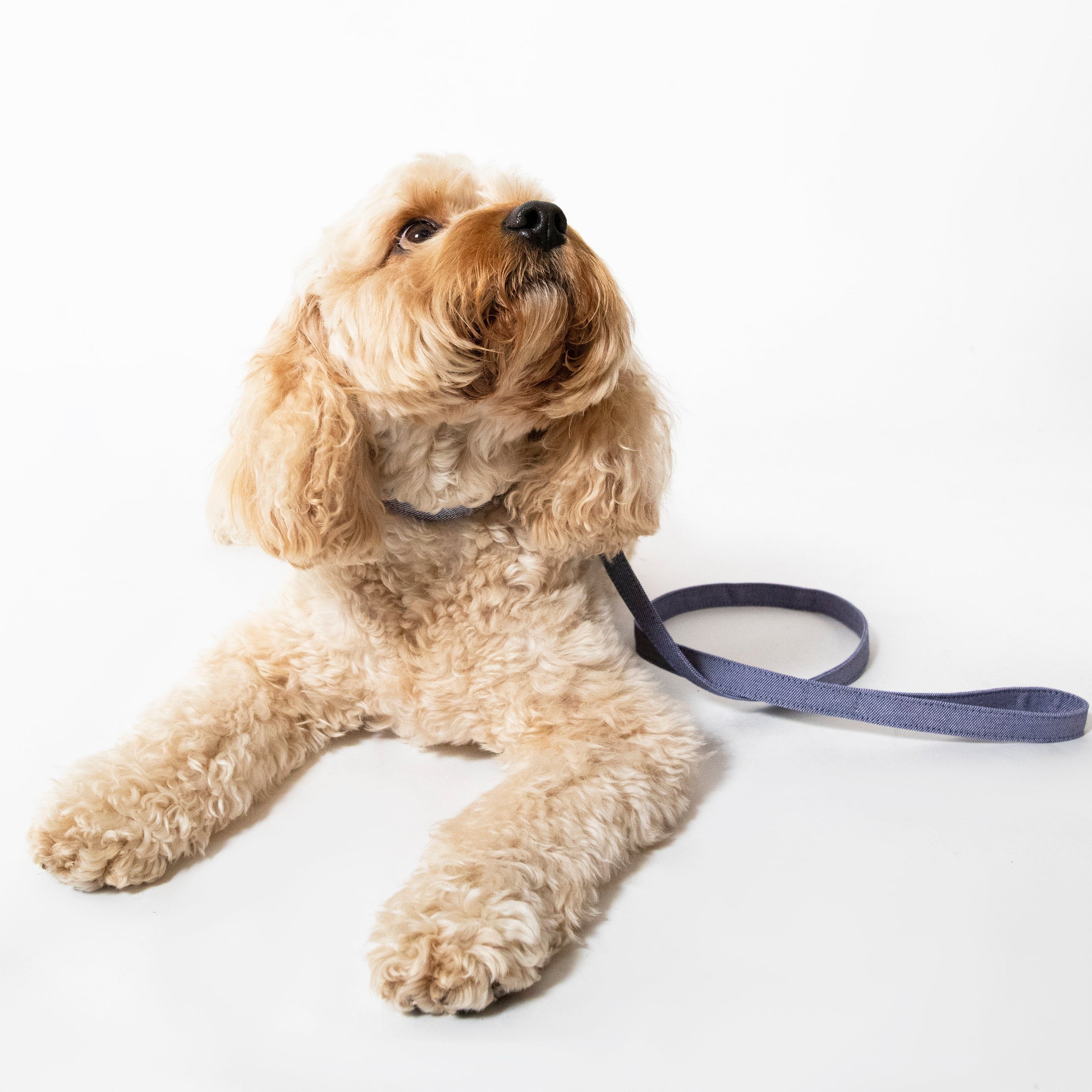 Recycled Dog Collars & Leash