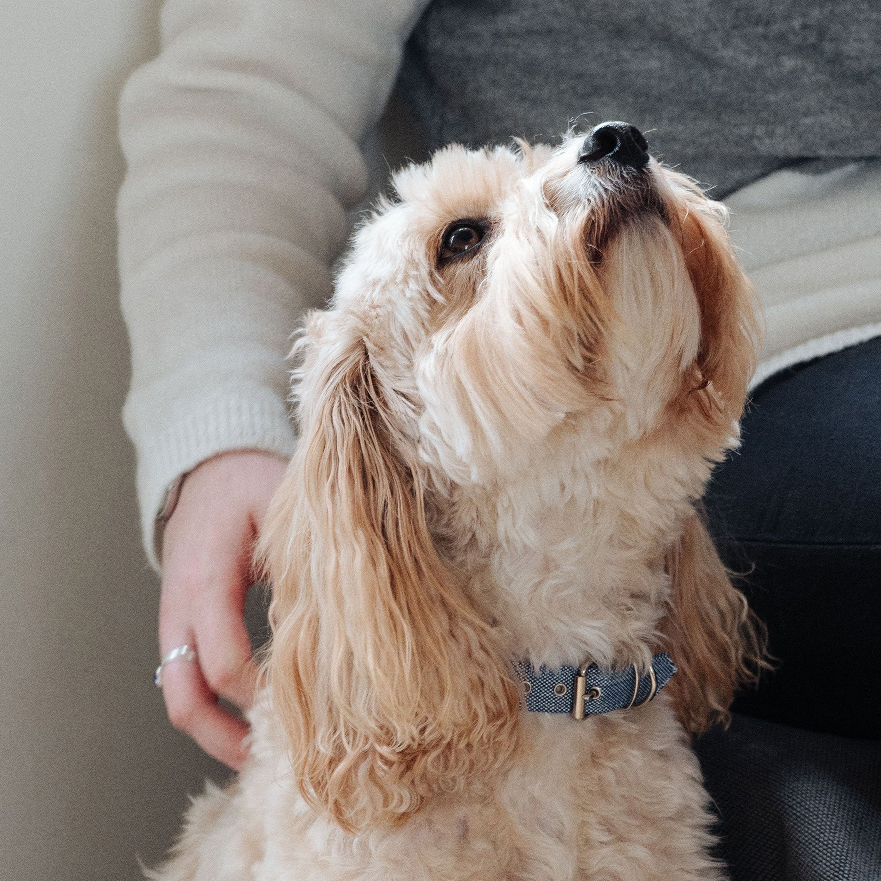 Recycled Dog Collars & Leash