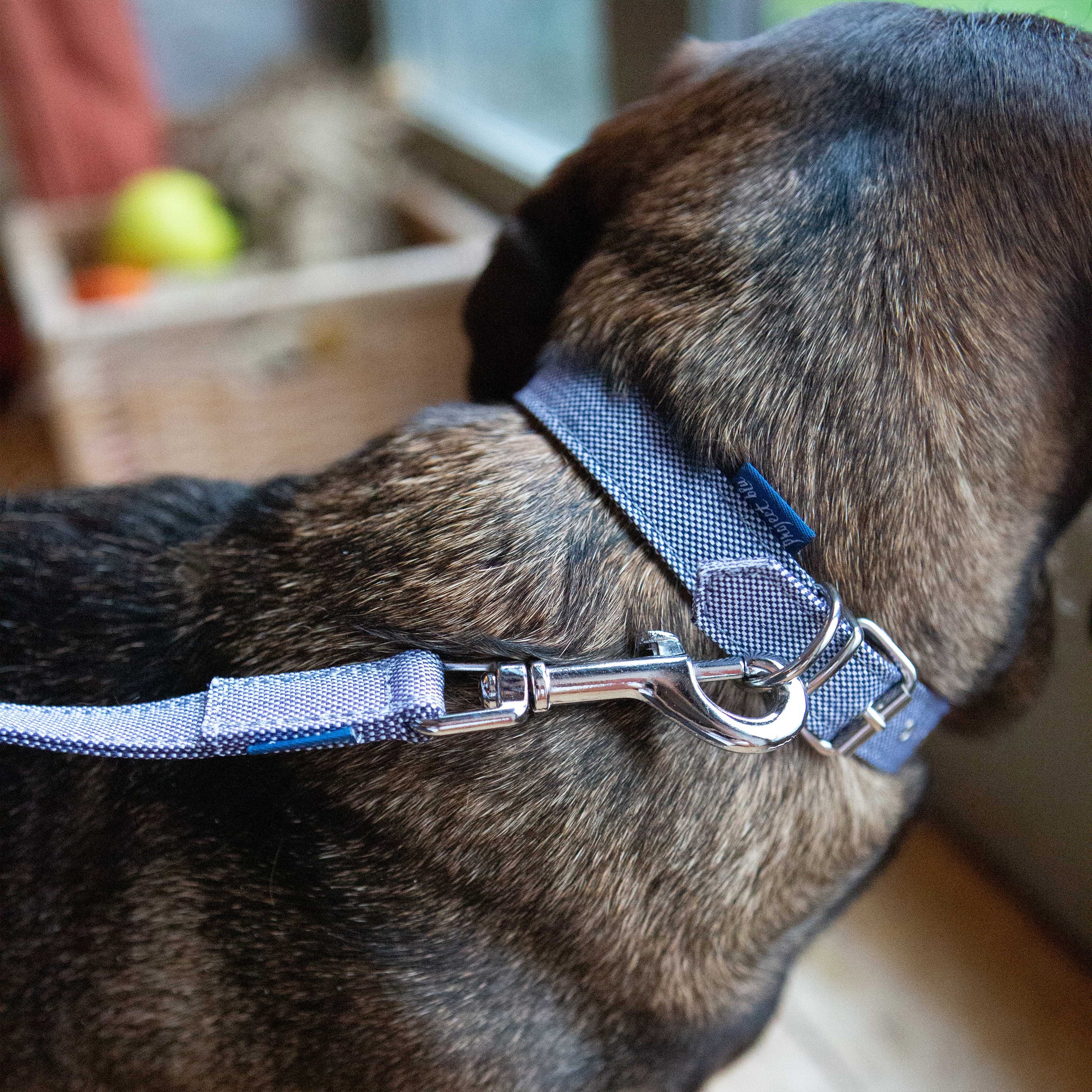 Recycled Dog Collars & Leash