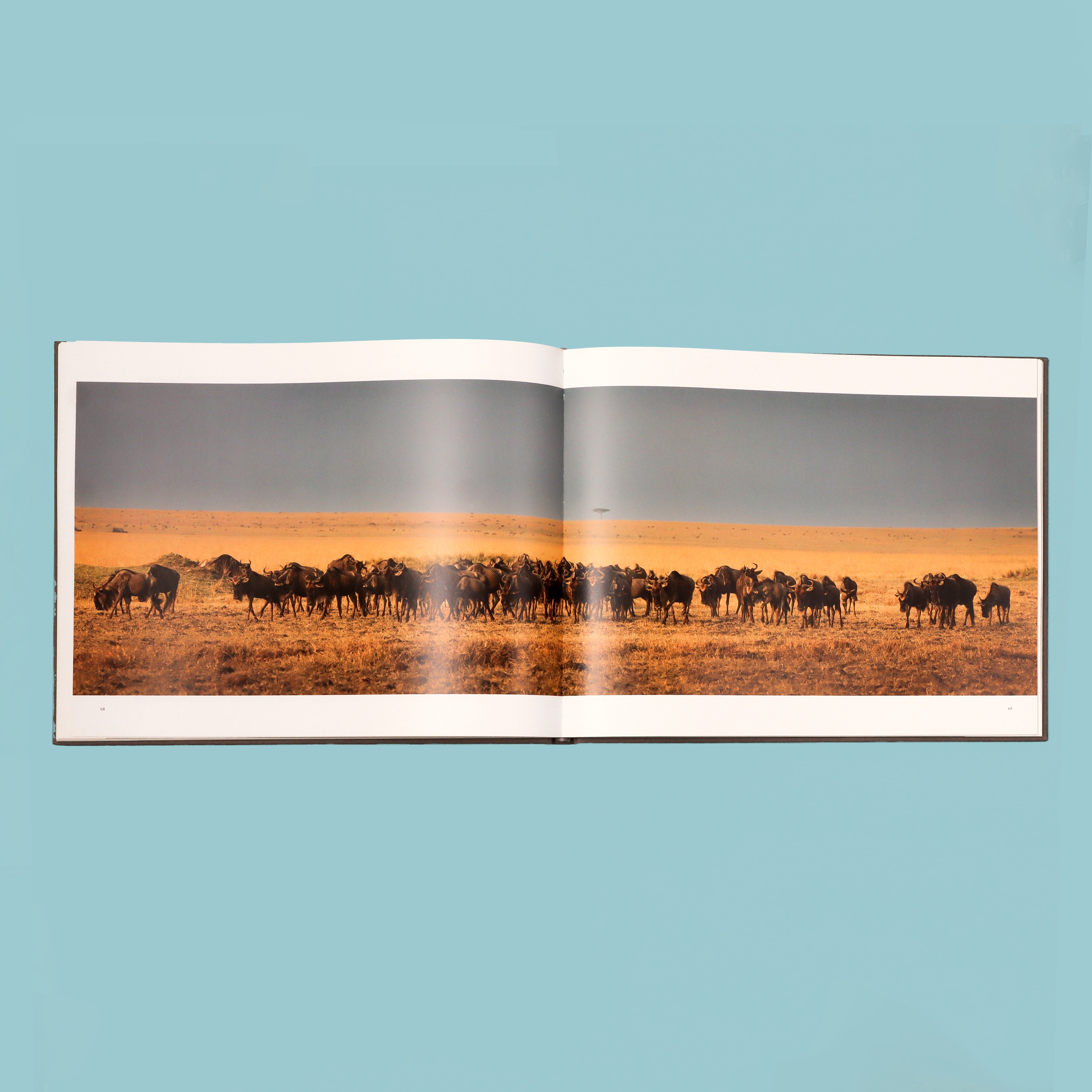 Focus on the Wild photography book by Roger Hooper