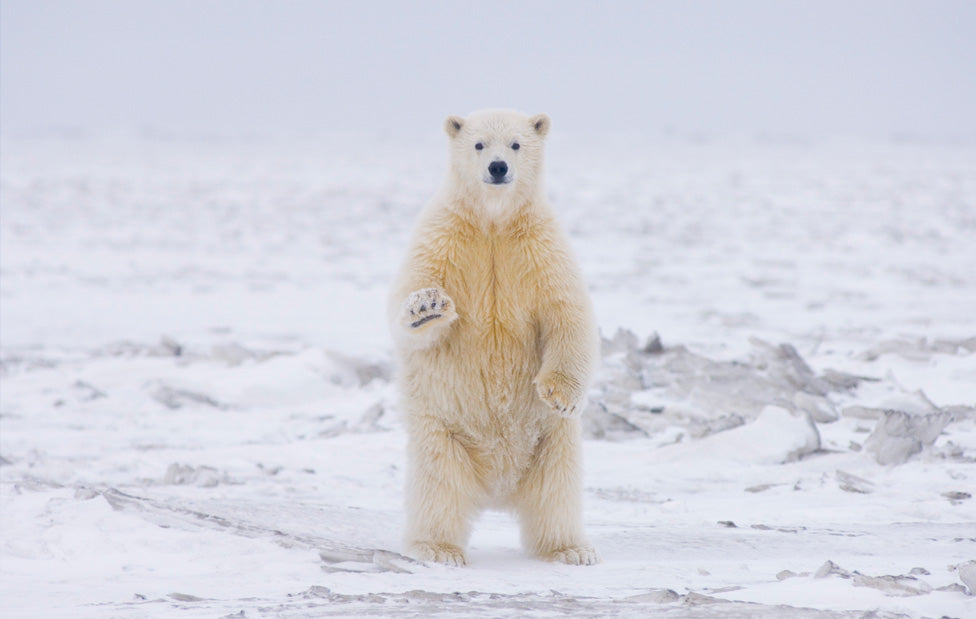 Polar Bear Ecard