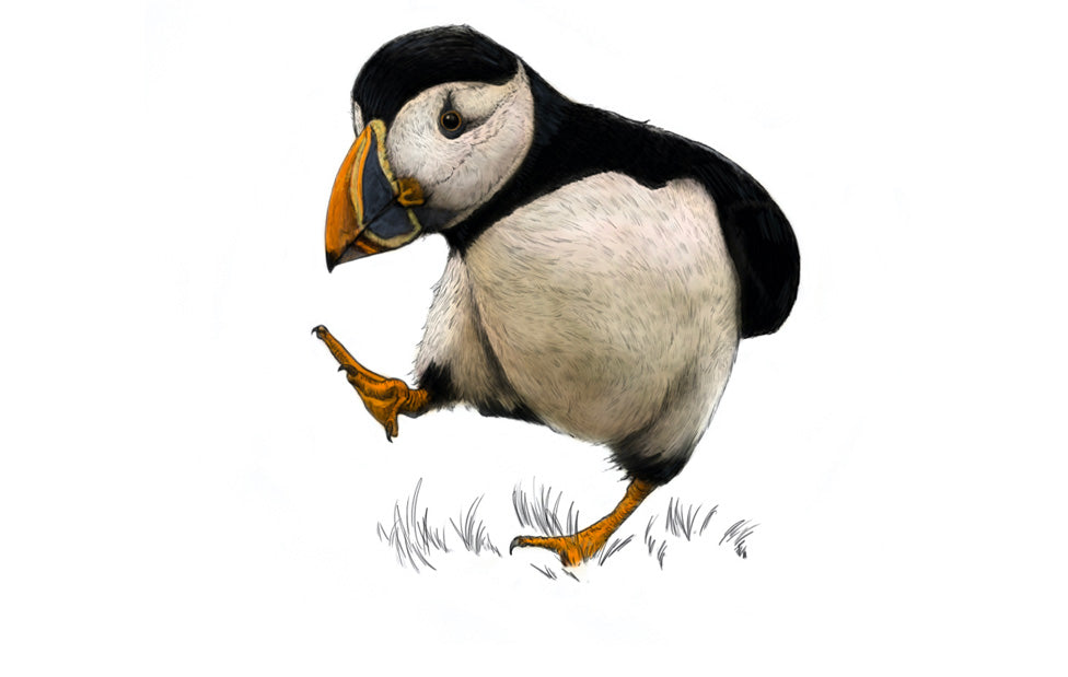 Puffin Ecard by Ben Rothery