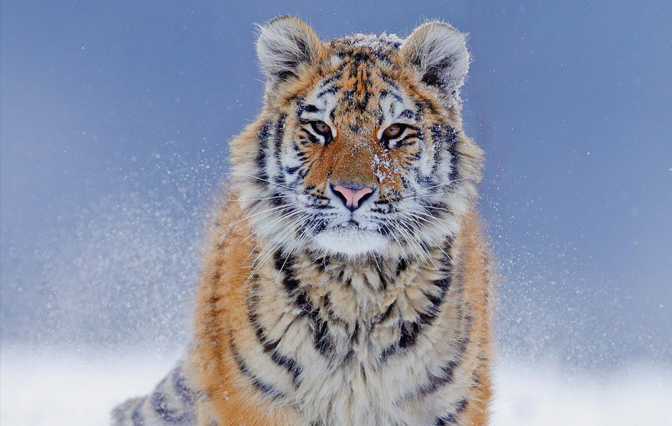 Snowy Tiger Ecard