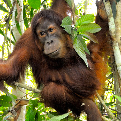 Adopt an Orangutan