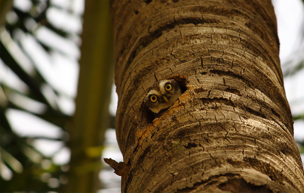 Burrowing Owl Ecard