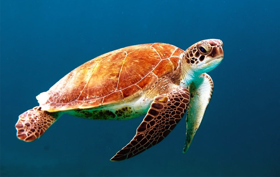 Green Turtle Ecard