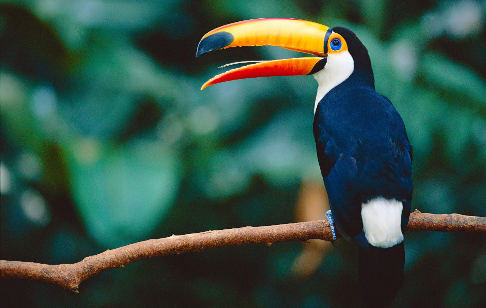 Toucan Ecard