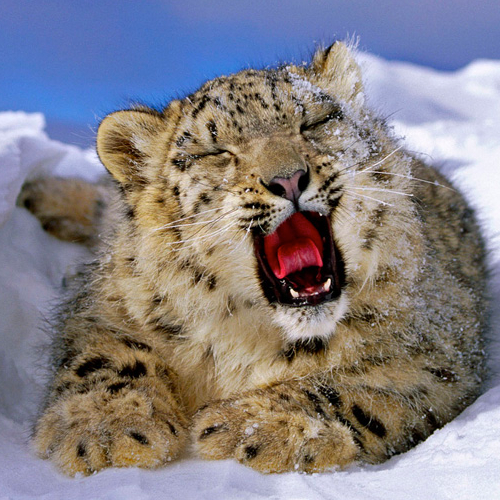 Adopt a Snow Leopard