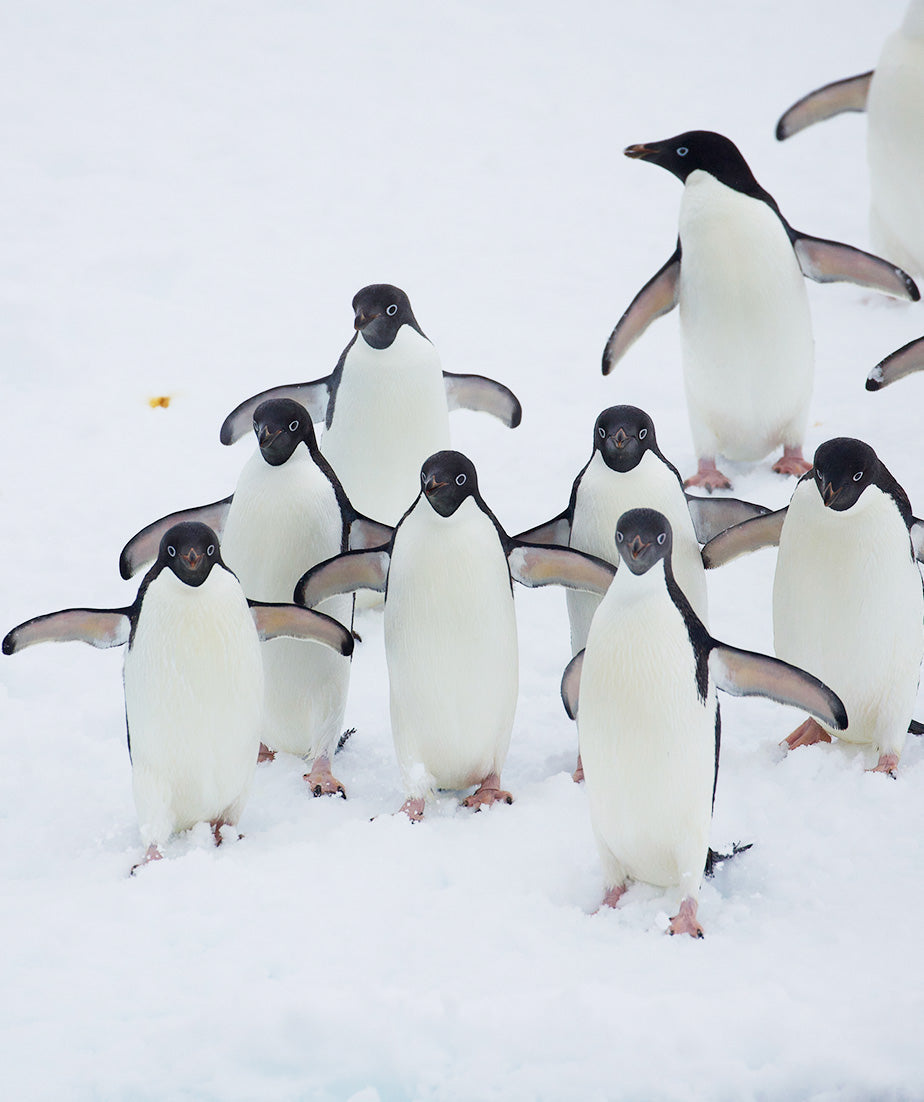 A penguin geolocator tracking device